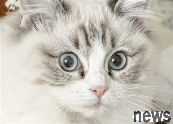 What are the functions and characteristics of a cat s tail?