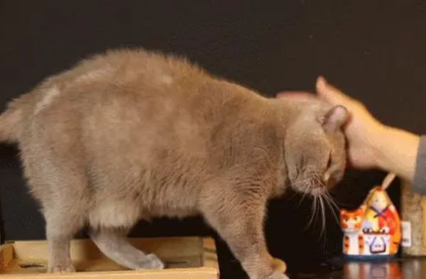 After raising a cat for a long time, I realized that the cat uses its head to support you, not to play with you, but to express these signals!