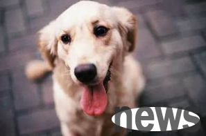 What are the common eye diseases knowledge of dogs?