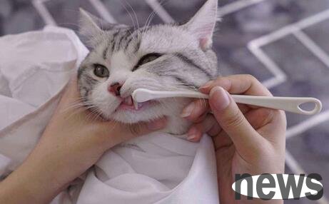 Does your cat have bad breath? How to deal with cat bad breath