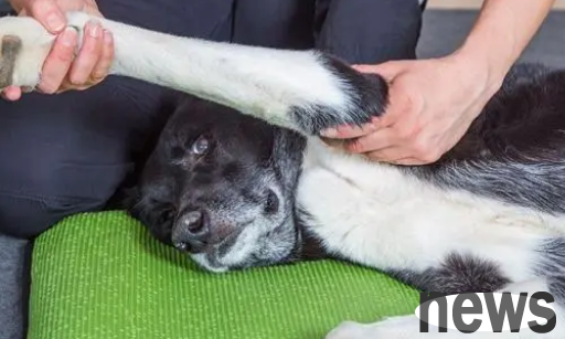 What are the five reasons for massage your pet dog? Come and find out