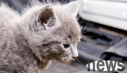 Symptoms and treatments for cat food allergies