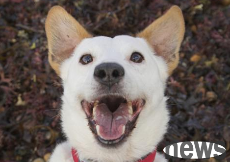 Can dogs eat mutton if they have oral ulcers?
