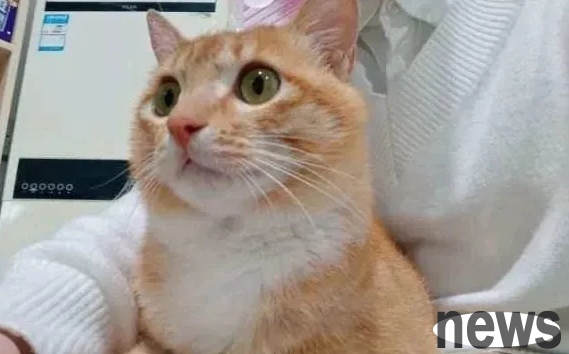 Want to know what to do if a cat is disobedient and bites people? I ll teach you!