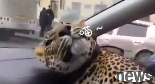 The passenger took the leopard to take the car, and the driver was stunned after getting on the car, 