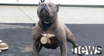 Bulldog bites many people on New York street and police shoot him dead immediately