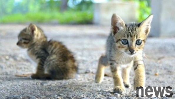 Heartwarming! The poor kitten was abandoned in the bushes in winter, and the native dog mother volunteered to be a temporary wet nurse